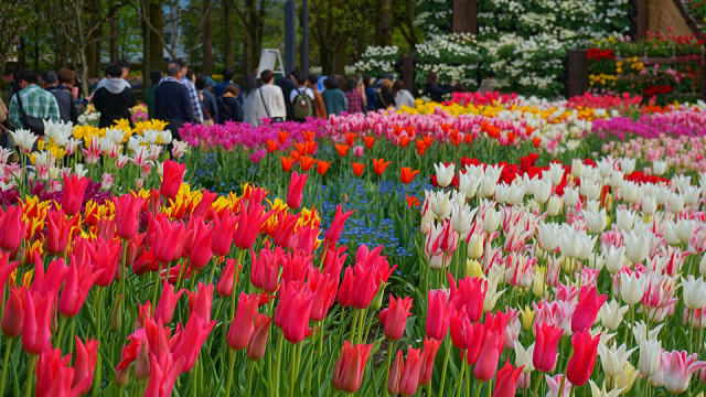 Tonami Tulip Park (Toyama), photo 2