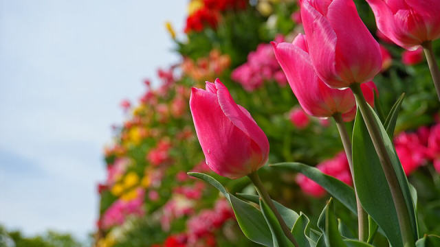 Tonami Tulip Park (Toyama), photo 3