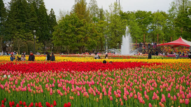 Tonami Tulip Park (Toyama), photo 4