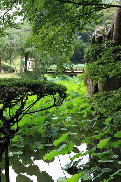 Okayama Korakuen, photo 4