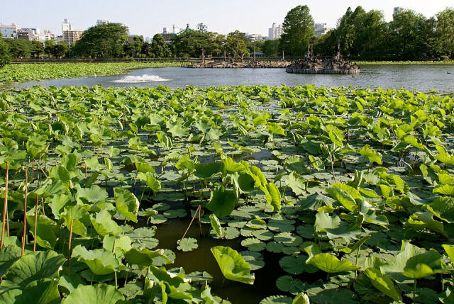 Shinobazu Pond (Ueno), photo 3
