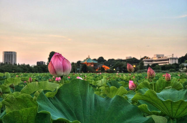 Shinobazu Pond (Ueno), photo 4