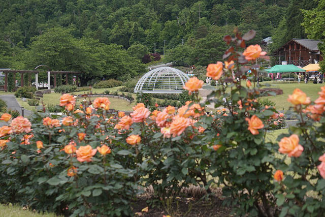 Higashizawa Rose Park (Yamagata), photo 3