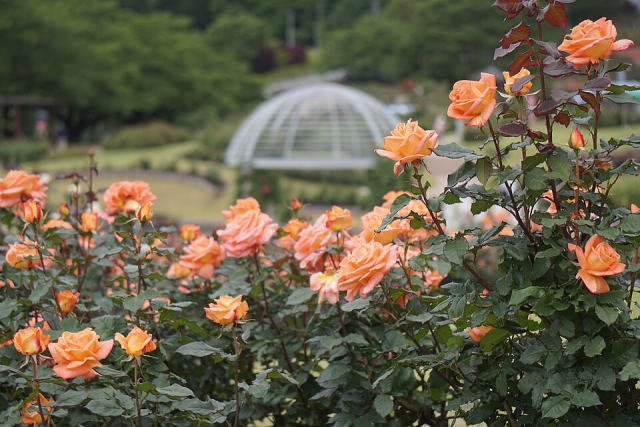 Higashizawa Rose Park (Yamagata), photo 4
