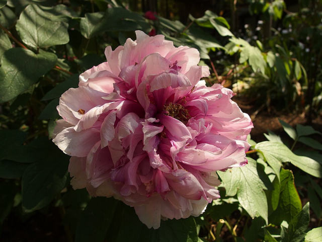 Ueno Toshogu Peony Garden, photo 3