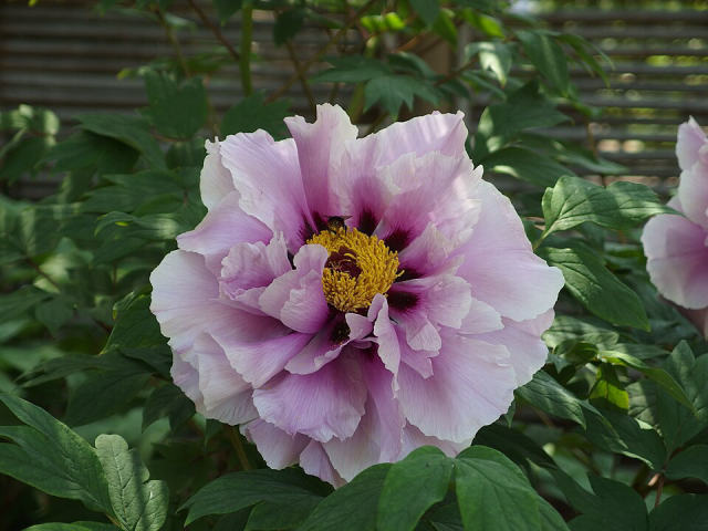 Ueno Toshogu Peony Garden, photo 4