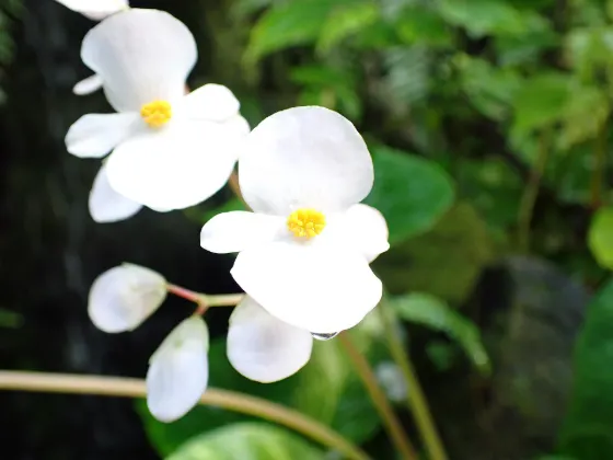 Itabashi Tropical Botanical Garden, photo 2