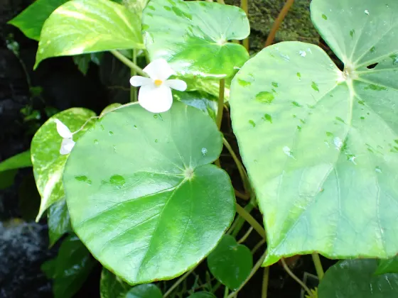 Itabashi Tropical Botanical Garden, photo 3