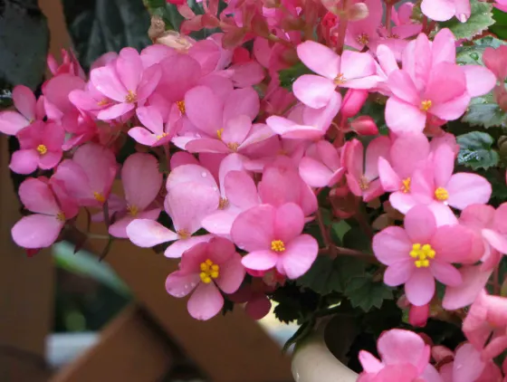 Kyoto Botanical Gardens Begonia Show, photo 2