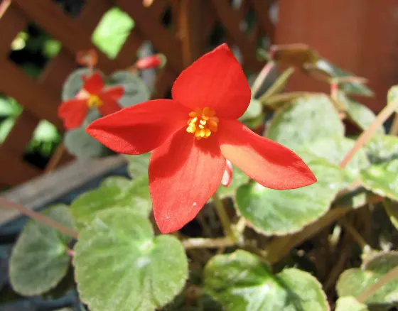 Kyoto Botanical Gardens Begonia Show, photo 3