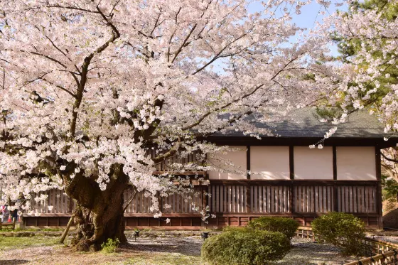 Hirosaki Park (Aomori), photo 2