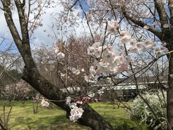Kyoto Botanical Gardens (Kyoto), photo 2