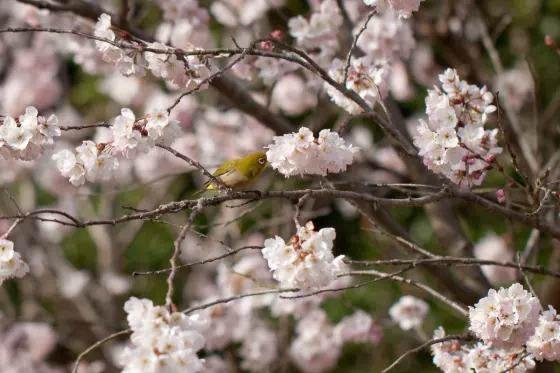 Kyoto Botanical Gardens (Kyoto), photo 3