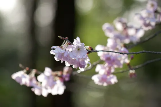 Kyoto Botanical Gardens (Kyoto), photo 4