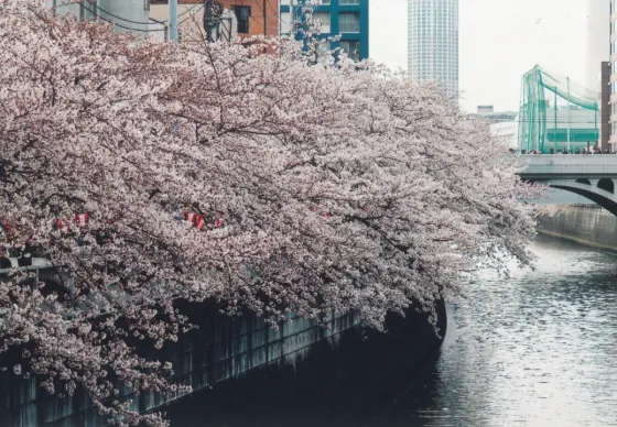 Meguro River, photo 3