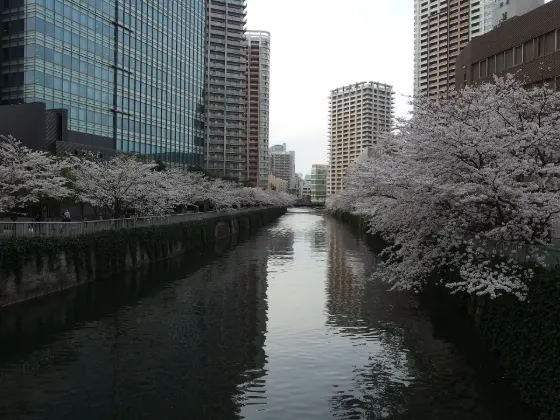 Meguro River, photo 4