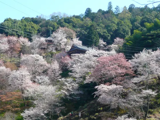 Mount Yoshino, photo 2