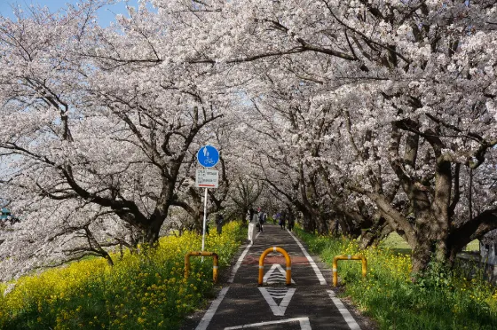 Sakurazutsumi Park (Yoshimi), photo 3