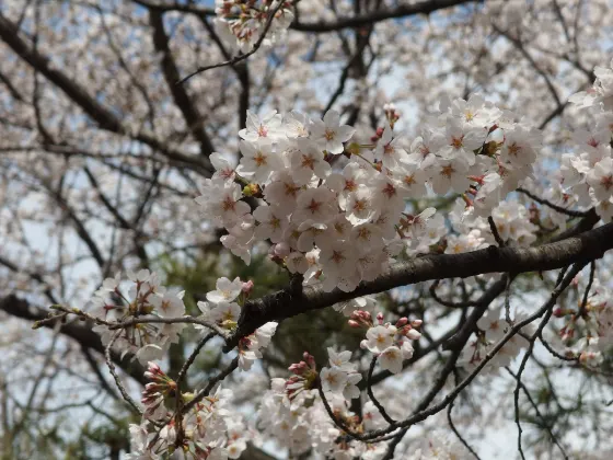 Asukayama Park, photo 2