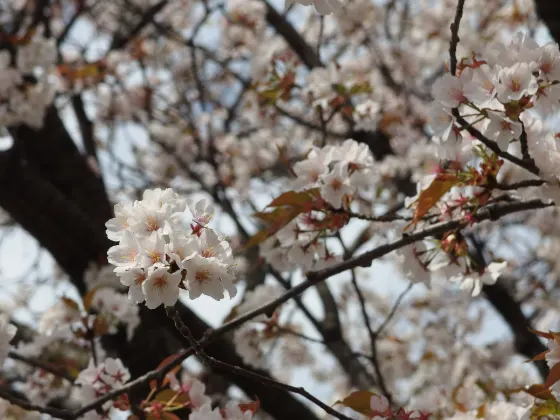 Asukayama Park, photo 3