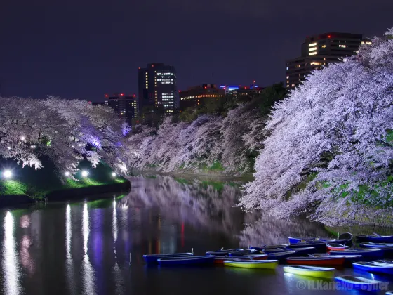 Chidorigafuchi, photo 4