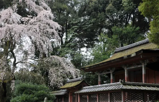Daigo-ji Temple, photo 2