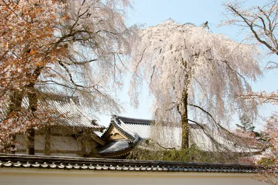 Daigo-ji Temple, photo 3