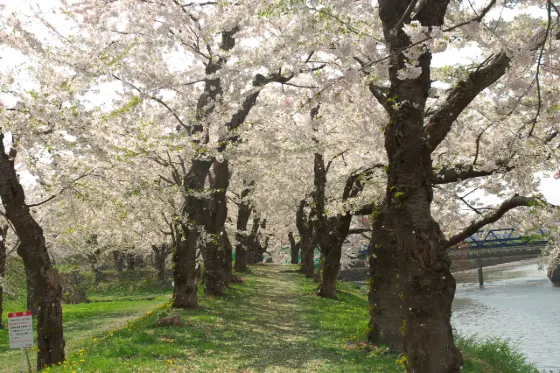 Goryokaku Park, photo 2