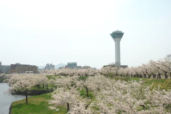 Goryokaku Park, photo 3