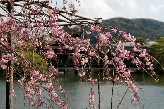 Heian Shrine, photo 3