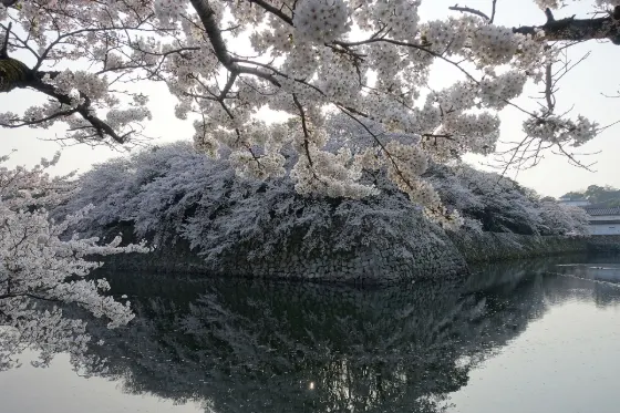 Hikone Castle, photo 2