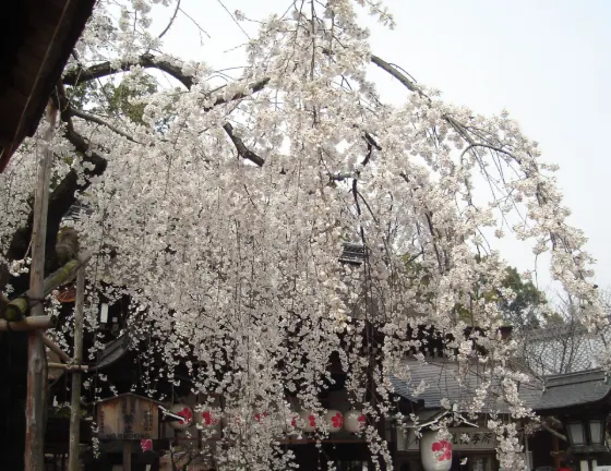 Hirano Shrine, photo 3