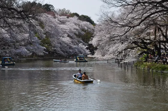 Inokashira Park, photo 2