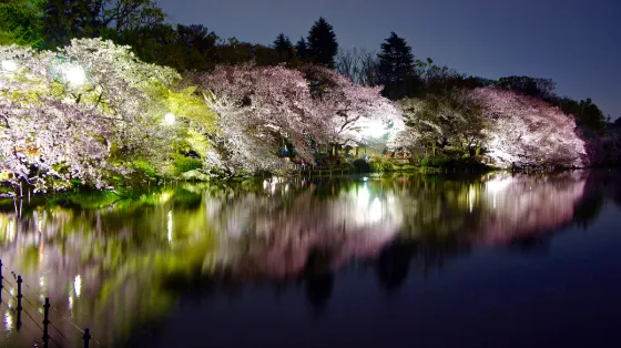 Inokashira Park, photo 3