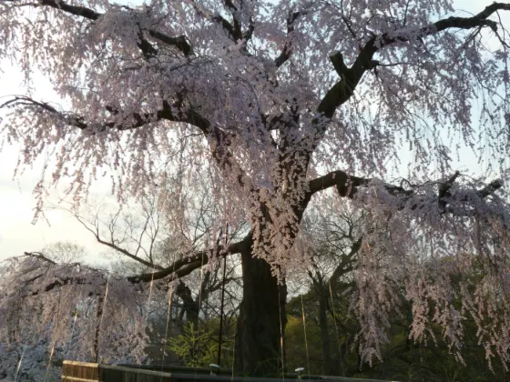 Maruyama Park, photo 2