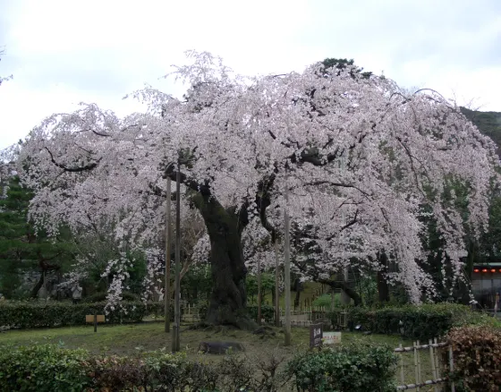 Maruyama Park, photo 4