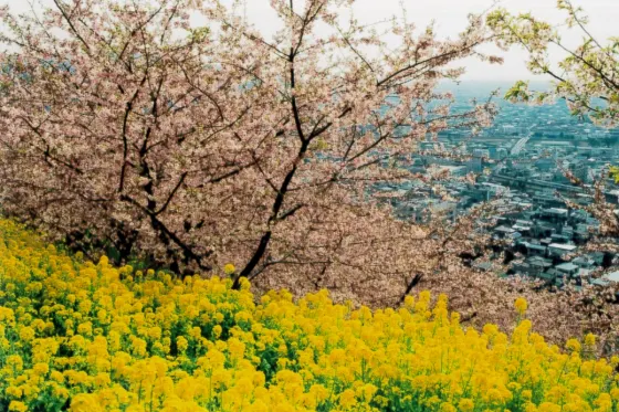 Matsuda Nishihirabatake Park, photo 3
