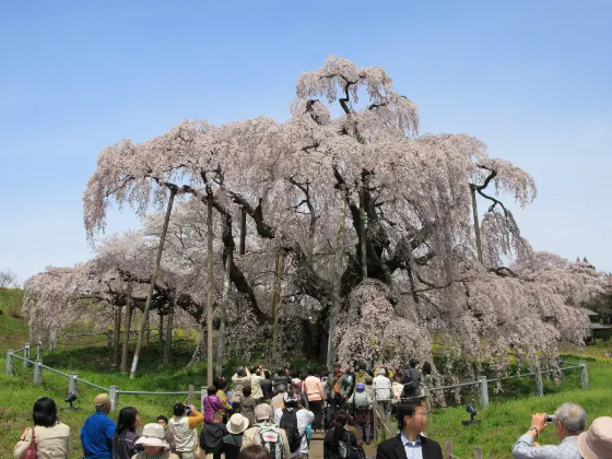 Miharu Takizakura, photo 3