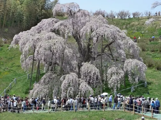 Miharu Takizakura, photo 4