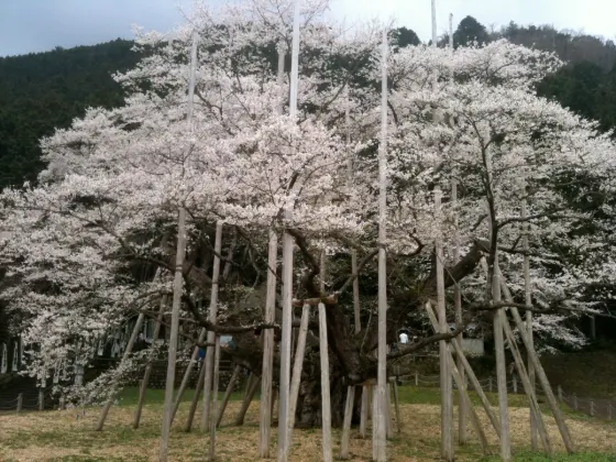 Neodani Usuzumi-zakura, photo 2