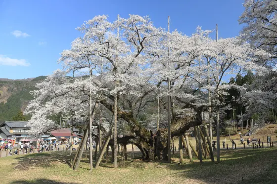 Neodani Usuzumi-zakura, photo 3