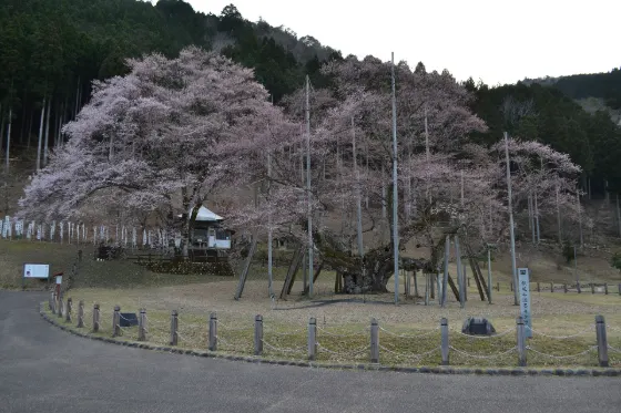 Neodani Usuzumi-zakura, photo 4