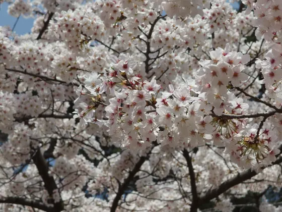 Omiya Park, photo 4