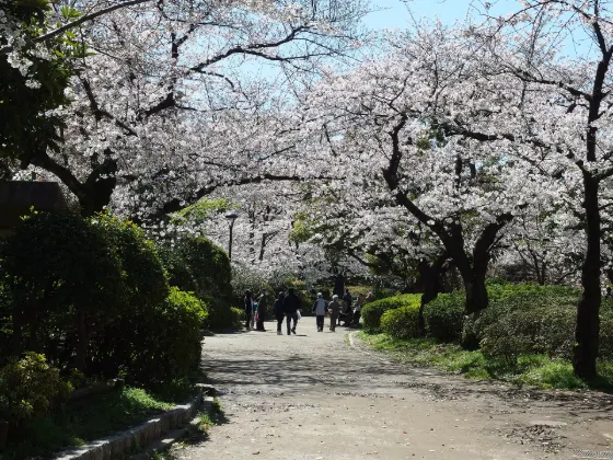 Sumida Park, photo 3