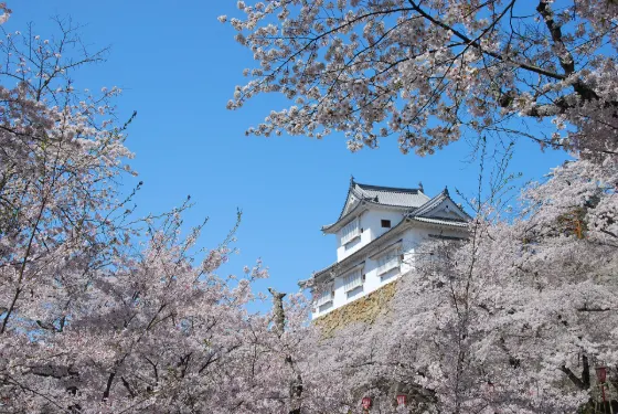 Tsuyama Castle (Kakuzan Park), photo 2