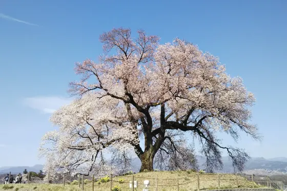 Wanizuka Cherry Tree, photo 2