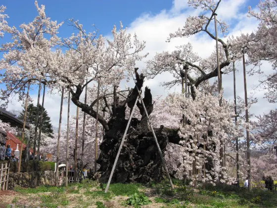 Yamataka Jindai-zakura, photo 2