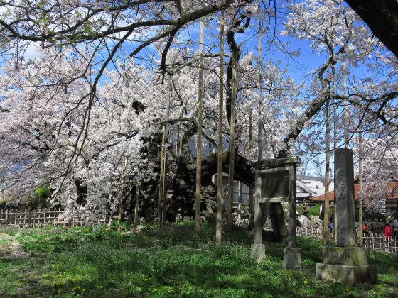 Yamataka Jindai-zakura, photo 3