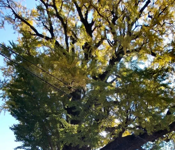 Arita Great Ginkgo, photo 2