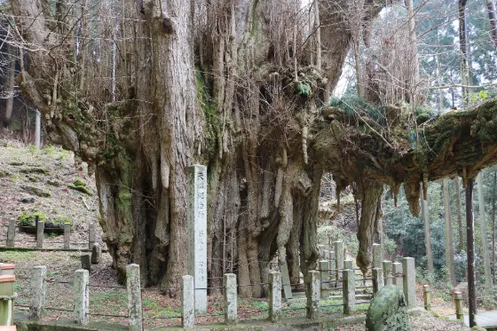 Bodai-ji Temple Ginkgo, photo 2